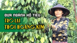 Đưa ngành hồ tiêu trở lại thời hoàng kim