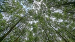 Hệ thống chứng chỉ rừng quốc gia: Chìa khóa phát triển bền vững ngành lâm nghiệp