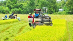 Khuyến nông cộng đồng cùng nông dân triển khai Đề án 1 triệu ha lúa