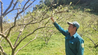 Tưới ẩm cho cây mận Phiêng Khoài