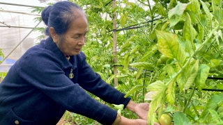 Người phụ nữ 'biến đổi' vùng đất nghèo thành vườn rau bội thu