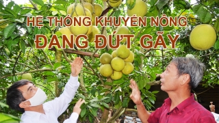 [Kỳ I] Những quả đồi chuyển từ sắc trắng sang vàng ở huyện Lục Ngạn