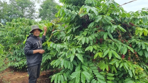 Người dân từng bước thay đổi canh tác cà phê bền vững