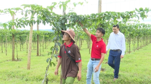 Đi tìm hào quang cho chanh leo [Bài cuối]: Cấp thiết củng cố, tổ chức liên kết sản xuất