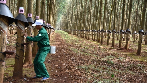 Ngành cao su tiên phong đáp ứng quy định EUDR