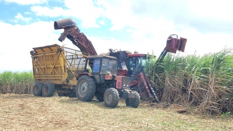 Nhà máy Đường An Khê phấn đấu sản xuất 2,1 triệu tấn mía nguyên liệu