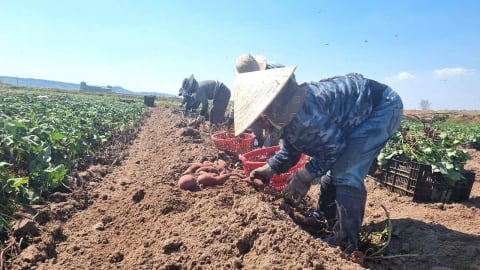 Thắng lợi kép vụ thu hoạch khoai lang