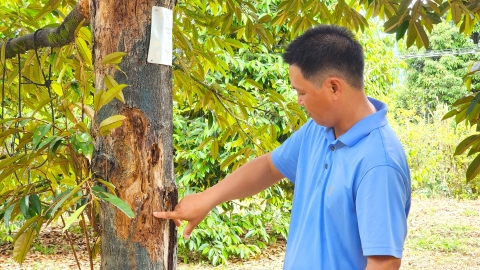 Cần nghiên cứu sâu về dinh dưỡng chuyên biệt trên cây sầu riêng