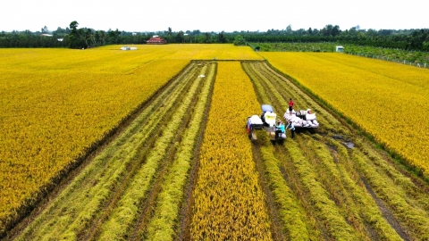 Xây dựng thương hiệu gạo là khẳng định lòng tin với người tiêu dùng