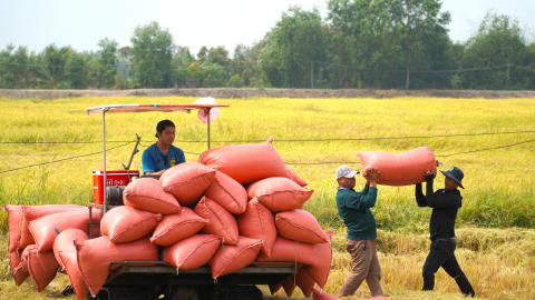 Ổn định giá lúa: Liên kết doanh nghiệp - nông dân cần 'thực chất'