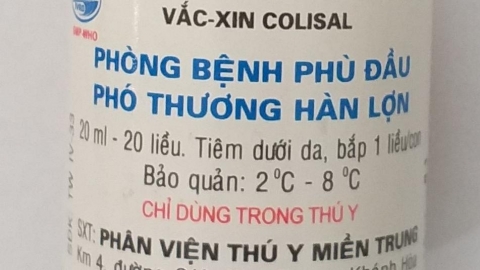 Sản xuất thành công vacxin phòng bệnh phù đầu và phó thương hàn lợn