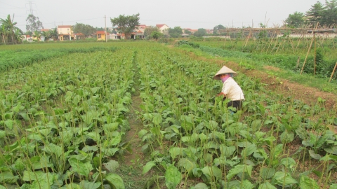 Khấm khá nhờ trồng cây mã đề