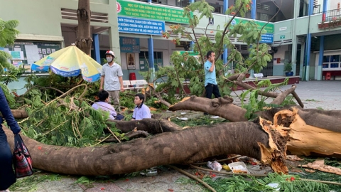 Cây đổ trong trường và nắng chói ngoài đường