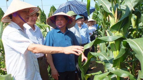 Ngô sinh khối: Một mũi tên, trúng nhiều đích