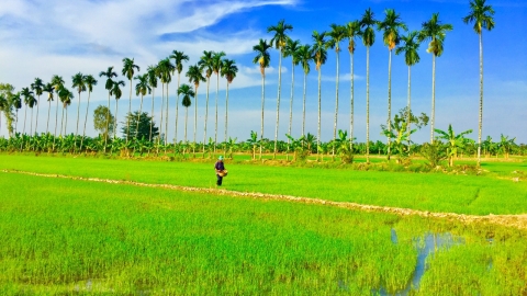 Cân đối vô cơ - hữu cơ, tránh cực đoan!