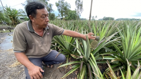 Lưu ý trong chuyển đổi cây trồng ở đồng bằng sông Cửu Long