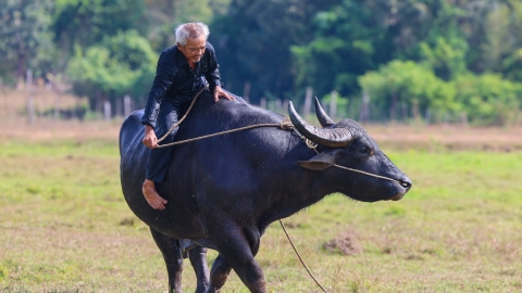 Năm Sửu tản mạn chuyện con trâu