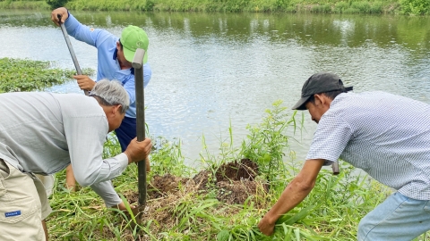 Cần Thơ ra quân diệt chuột bảo vệ cây trồng