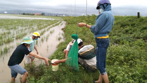 Khốn đốn tìm mưu kế diệt chuột