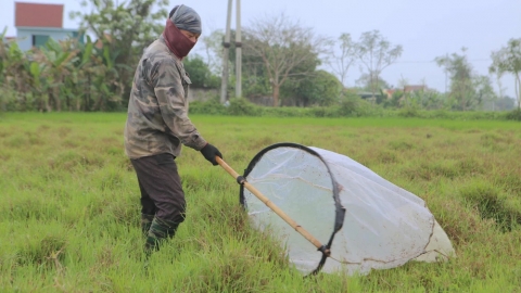 Tản văn Tạ Duy Anh: Quay châu chấu