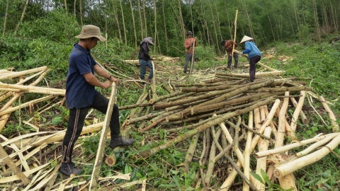 Mưu sinh trên những miền rừng