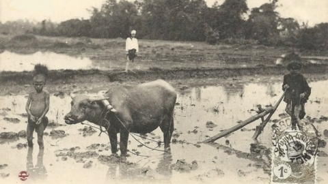 Ruộng giữa đồng, chồng giữa làng