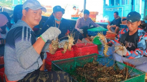 Đảo Bình Ba - 'vương quốc tôm hùm'