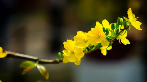 Mai vàng ngày Tết