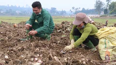 Rổn rảng niềm vui ở làng miến dong