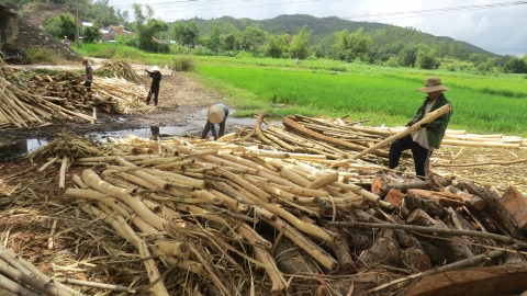 Rong ruổi trên những rừng keo