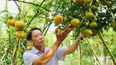 Nông dân chia sẻ quy trình khắc phục bệnh vàng lá thối rễ cây quýt hồng