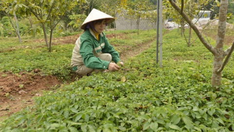 Trồng dược liệu dưới tán rừng: 'Lấy ngắn nuôi dài'