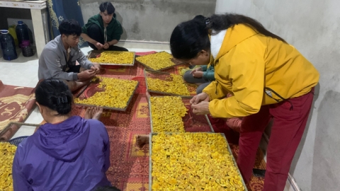 Khoanh nuôi chè hoa vàng, nứa, lùng... tạo thu nhập tốt cho bà con vùng cao