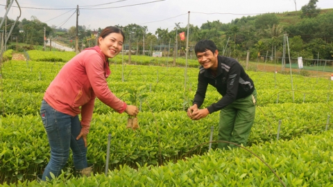 Xóm nghèo quay quắt thành 'xóm tỷ phú' nhờ ươm cây giống