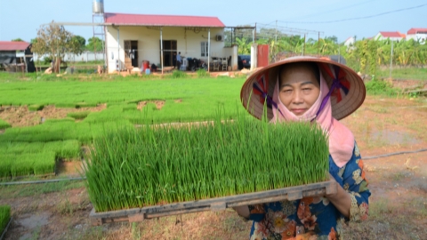 Người 'lội ngược dòng' mạ khay - cấy máy