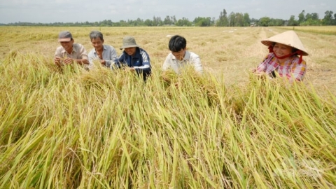 Trọng trách mới của cây lúa