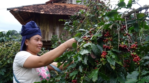 Cà phê Sơn La được mùa, giá cao chưa từng thấy