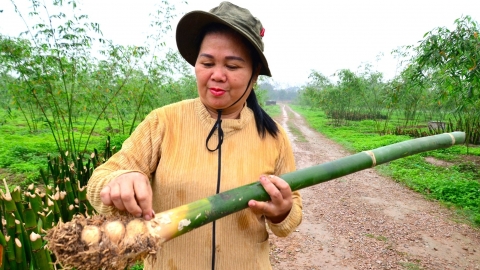 Người phục hồi giống măng ăn sống do ông Nguyễn Công Tạn mang về