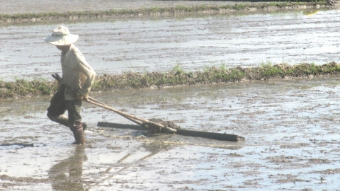 Bình Định lên phương án né hạn cho vụ hè thu