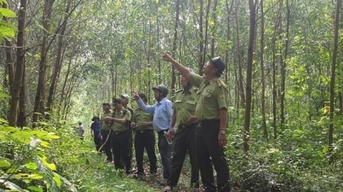 Bắc Giang phấn đấu có 20% rừng gỗ lớn