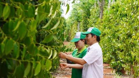 Hợp tác xã trồng tiêu hữu cơ giá 15 triệu đồng/kg