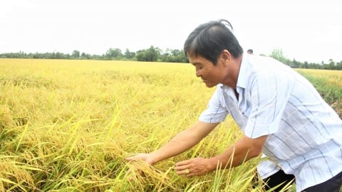 Canh tác lúa thông minh, nông dân lãi 36 triệu đồng/ha