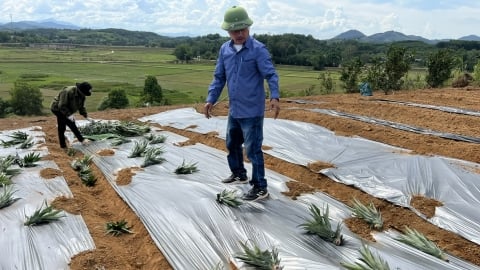 Huyện Vũ Quang trồng thử nghiệm 5ha dứa Cayen