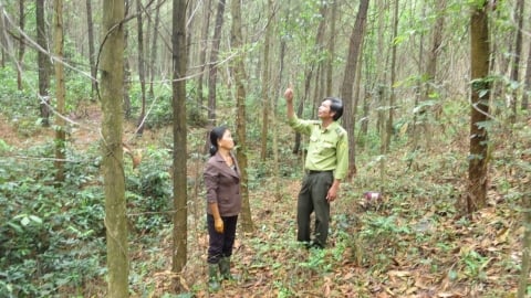 Hệ thống chứng chỉ rừng quốc gia: Nền tảng đáp ứng quy định EUDR