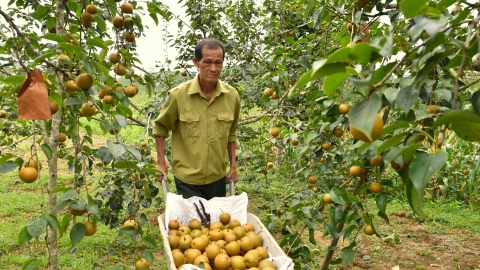 Cuộc di cư của những loài cây ôn đới: [Bài 1] Công ông Nguyễn Công Tạn