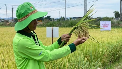 TBR97 'vững như kiềng 3 chân' trước mưa to, gió lớn