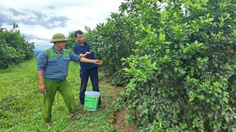 Xã có hơn 300ha chanh, nhiều hộ thu trăm triệu mỗi vụ