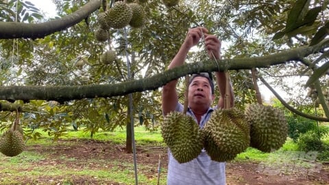 Kỹ thuật rải vụ thu hoạch sầu riêng