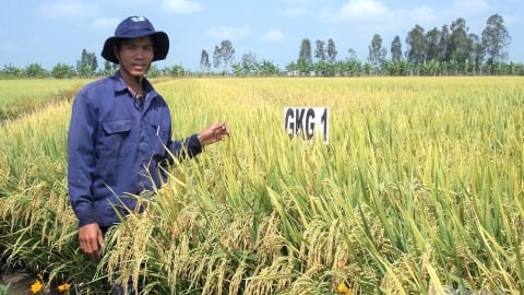 Kiên Giang dồn lực khoa học công nghệ cho nông nghiệp