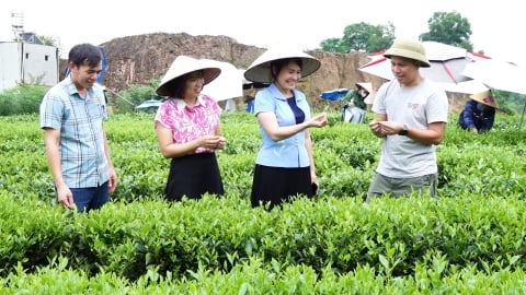 Cho chè 'uống siro trái cây'